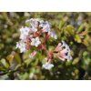 Viburnum December Dwarf (1)