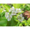 bl�sk2