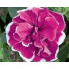 Petúnia 'SweetSunshine® Magenta Picotee' - Petunia hybrida 'SweetSunshine® Magenta Picotee'