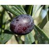 Olea europaea 'Manaki'