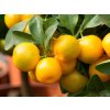 Pomarančovník zakrpatený 'Calamondino'