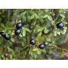 fruti2