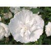 white chiffon
