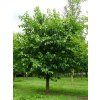 morus alba