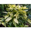 Aukuba japonská 'Crotonifolia'