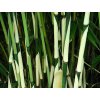 Fargesia robusta - bambus 'Pingwu'