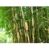 Fargesia robusta - bambus 'Pingwu'