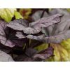 Heuchera 'Sugar Plum' - Heuchera 'Sugar Plum'