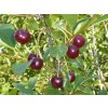 Višňa zakrslá 'kríkr's cherry'
