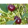 Višňa zakrslá 'kríkr's cherry'