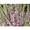 Calluna vulgaris Svenja (2)