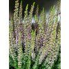 Calluna vulgaris Michelle (2)