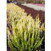 Calluna vulgaris Agneta (3)