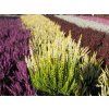 Calluna vulgaris Agneta (2)