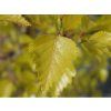 betula pendula golden obelisk