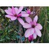 Purple star 2