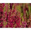 calluna vulgaris disco queen (3)