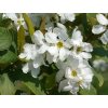Exochorda hroznovitá 'Snow White'
