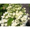 Hortenzia metlinatá Magical Himalaya 'Kolmahima'