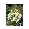 Hortenzia metlinatá Magical Himalaya 'Kolmahima'
