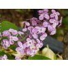 Syringa Pocahontas (1)