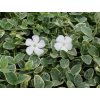 Zimozeleň menšia 'Evelyn' - Vinca minor 'Evelyn'