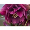 Čemerica 'Prince Double Red®' - Helleborus 'Prince Double Red®'