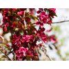 Malus Royalty (1)