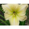 Ľaliovka 'White Dragon' - Hemerocallis 'White Dragon'