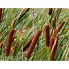 Pálka úzkolistá- Typha angustifolia