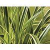 Carex morrowii Vanilla Ice