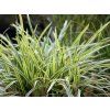 carex vanilla ice2 large