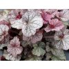 Heuchera 'Northern Exposure Silver' - Heuchera 'Northern Exposure Silver'