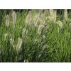Perovec psiarkovitý 'Hameln'- Pennisetum alopecuroides 'Hameln'