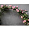 85373 2 ruze eva starlet rose