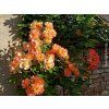85505 3 ruze westerland