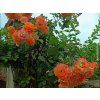 85505 2 ruze westerland