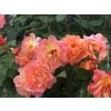 Ruža 'Westerland®'  Rosa 'Westerland®'
