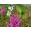 Astilba Arendsova 'Gloria Purpurea' - Astilbe x arendsii 'Gloria Purpurea'