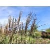 Miscanthus Nippon (2)
