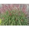 Ozdobnica čínska 'Nippon' - Miscanthus sinensis 'Nippon'