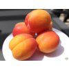 Prunus Pricia (8)