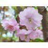 86987 2 sakura accolade