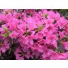 Japonská azalka 'Madame van Hecke'