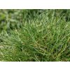 Kostrava medvedia 'Pic Carlit' - Festuca gautieri 'Pic Carlit'