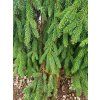 Picea abies 'Rothenhaus' (3)
