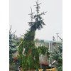 Picea abies 'Rothenhaus' (1)