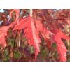 Javor tatársky 'Flame'
