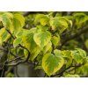 Cornus Rainbow