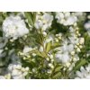 Exochorda hroznovitá 'Niagara'